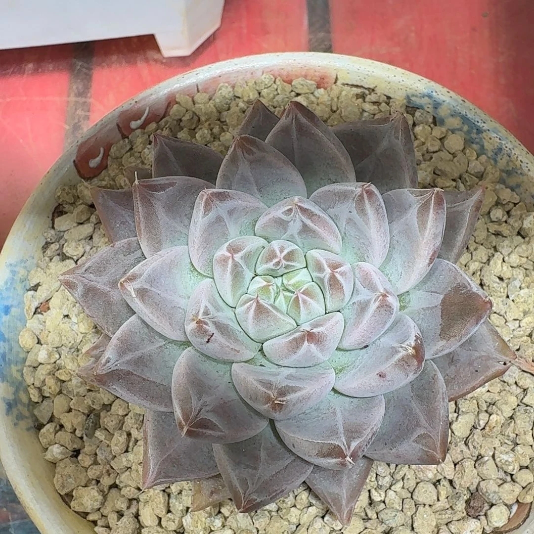 美肉一颗福利开炸多肉