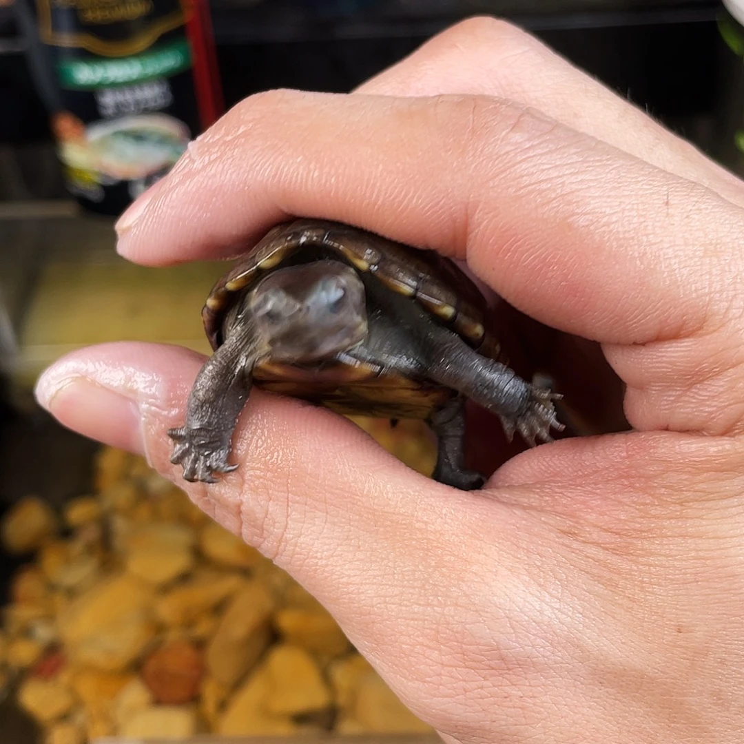 ****士绿毛龟母点点滴滴点点滴滴