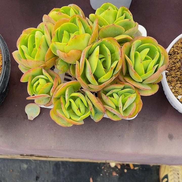 毛***o多肉植物发货碧桃