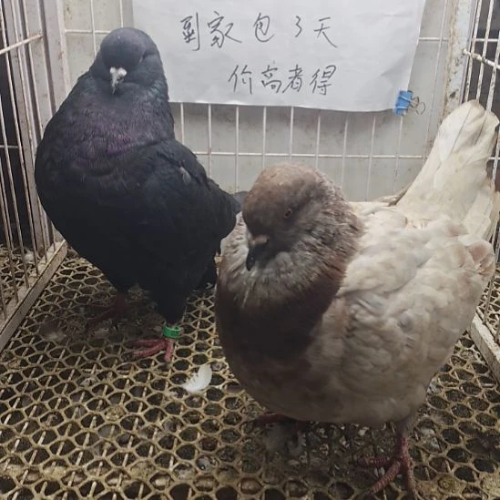 元宝种2只公顺丰包邮到家