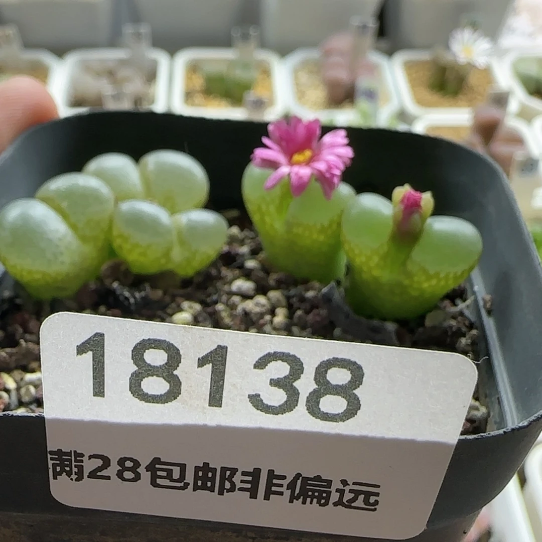 【闪购商品】熊*狒18138