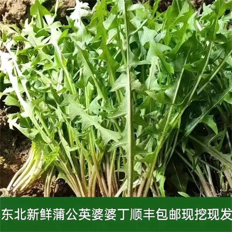 东北新鲜蒲公英婆婆丁带小根现挖现发顺丰包邮蘸酱菜农家大棚种植