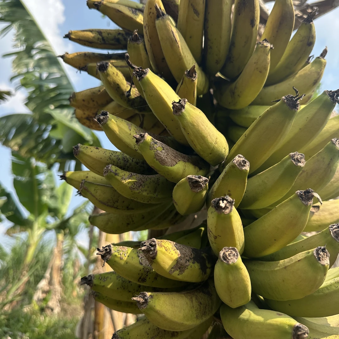 （不膨大不套袋）高山香蕉云南香甜香蕉很丑