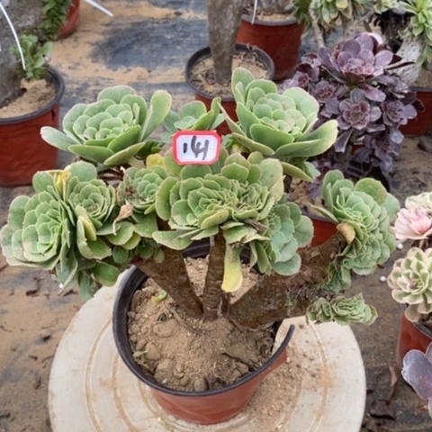 丛林绿杨蓉缀一物一拍