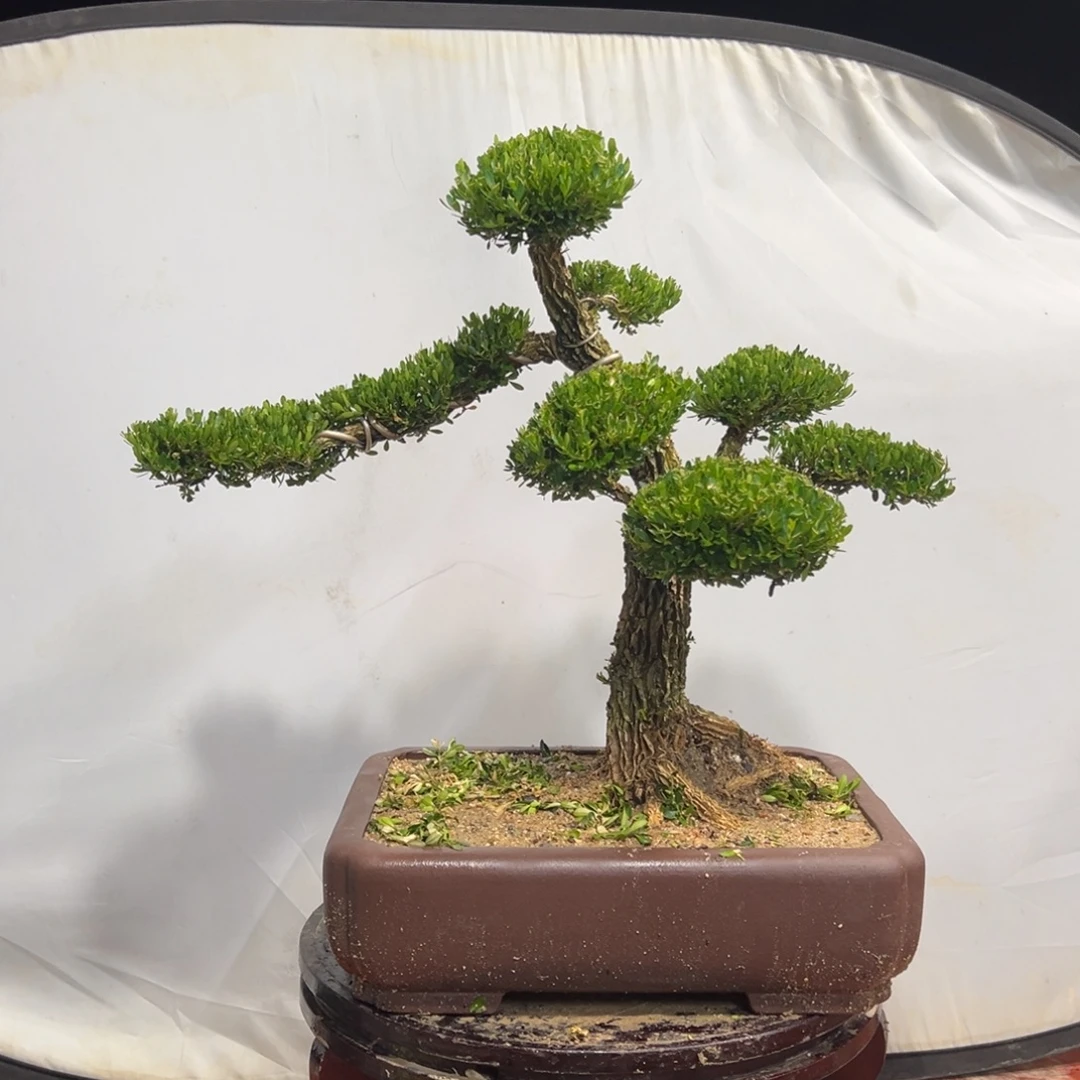 无花朵广东皱皮雀舌黄杨