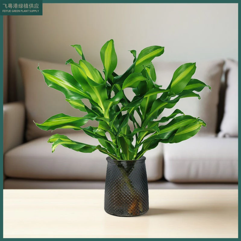 金竹水培盆栽室内室外客厅净化空气绿植顺丰包邮高度60cm-70cm