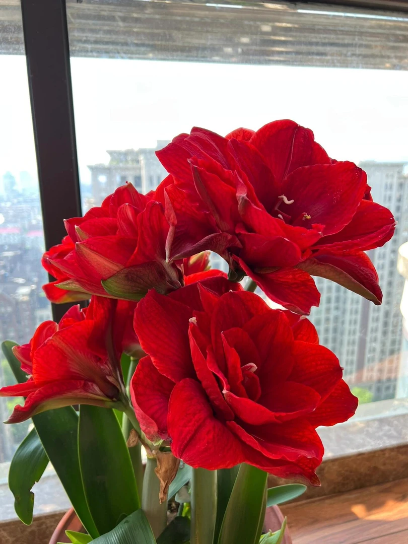 朱顶红种球樱桃妮芙重瓣大花室内阳台盆栽好养活花卉