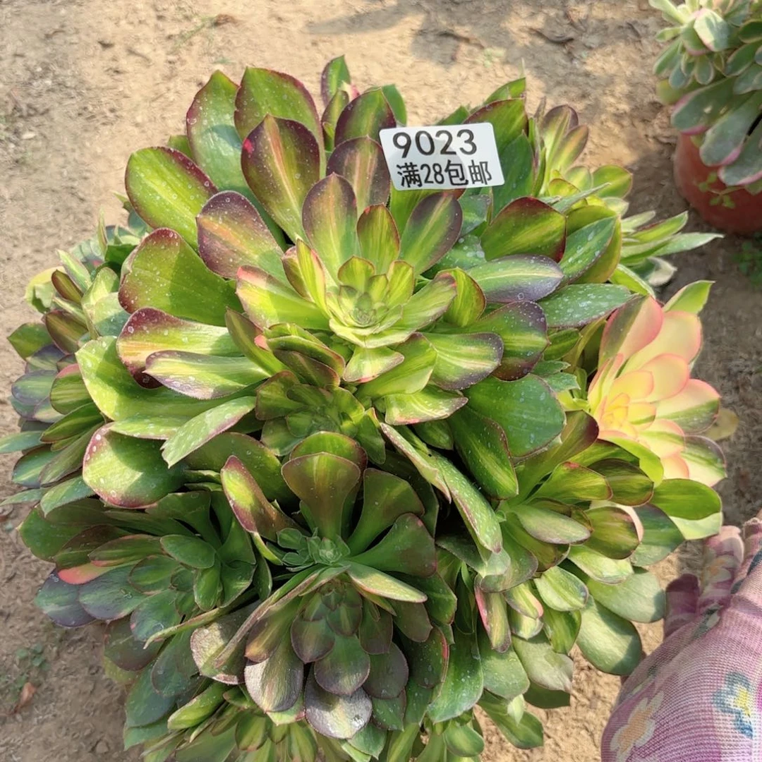 低*.A. 9023七彩拉丝多肉