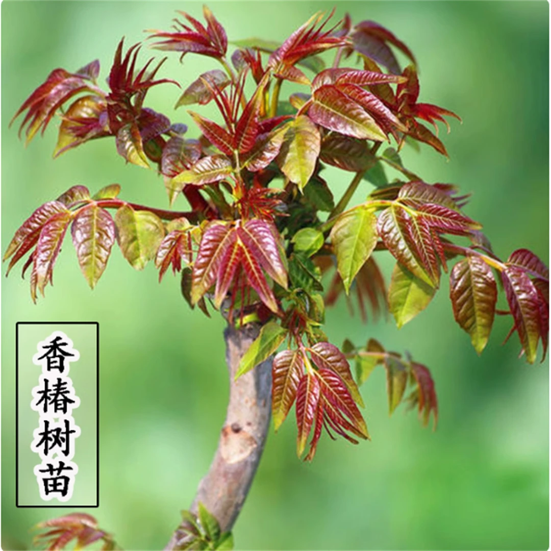香椿树苗盆栽四季早采可种庭院地栽矮化红油香椿苗南方北方种植