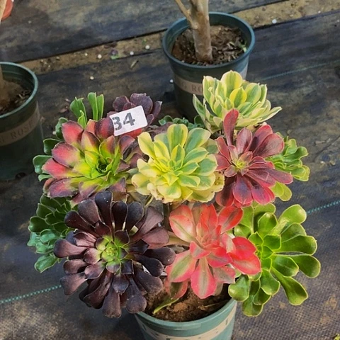 法师嫁接的时候就会有34