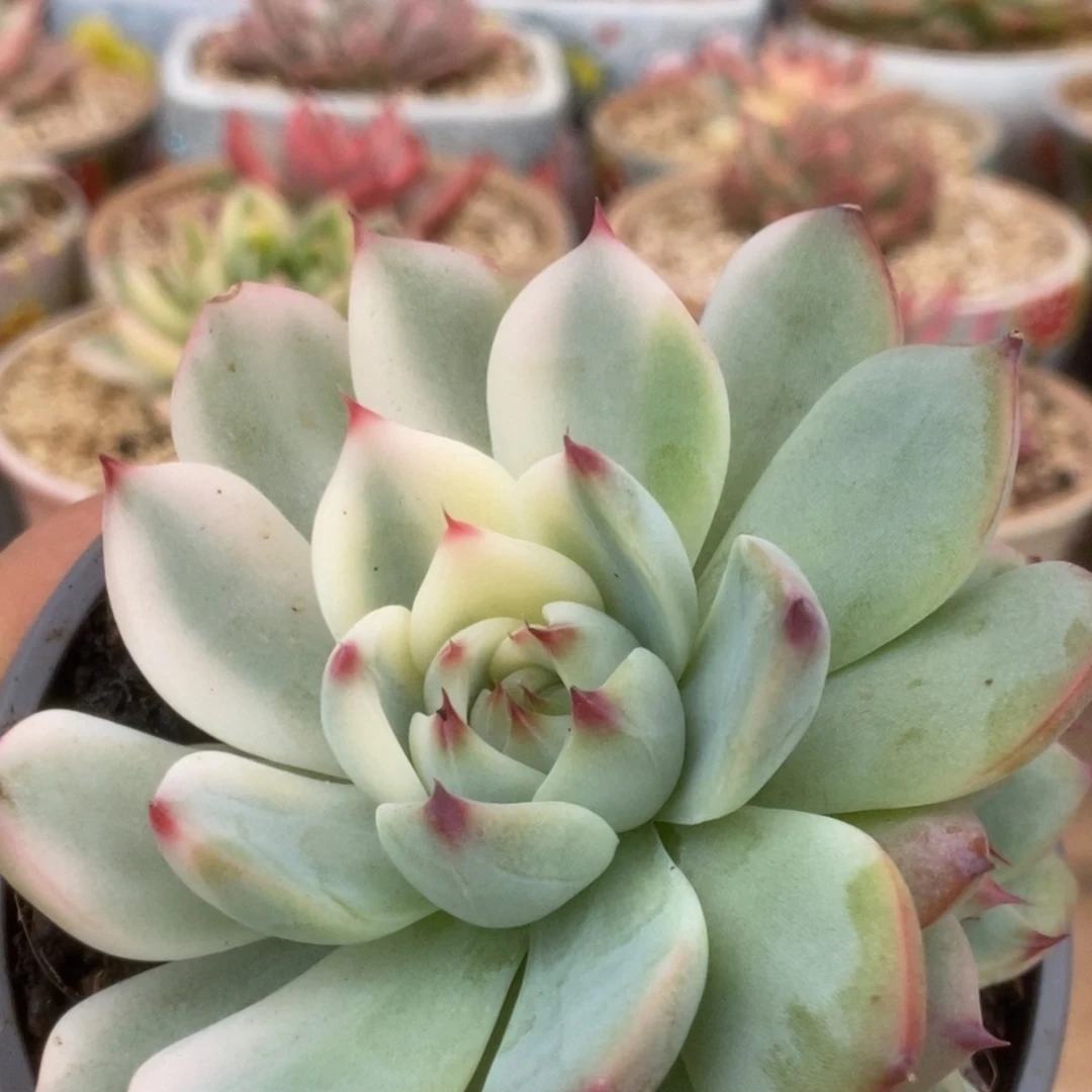 183锦锦锦锦锦锦锦锦