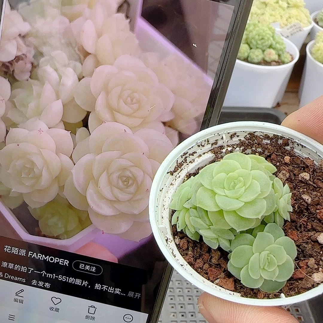 1029-63（m1-551）优选