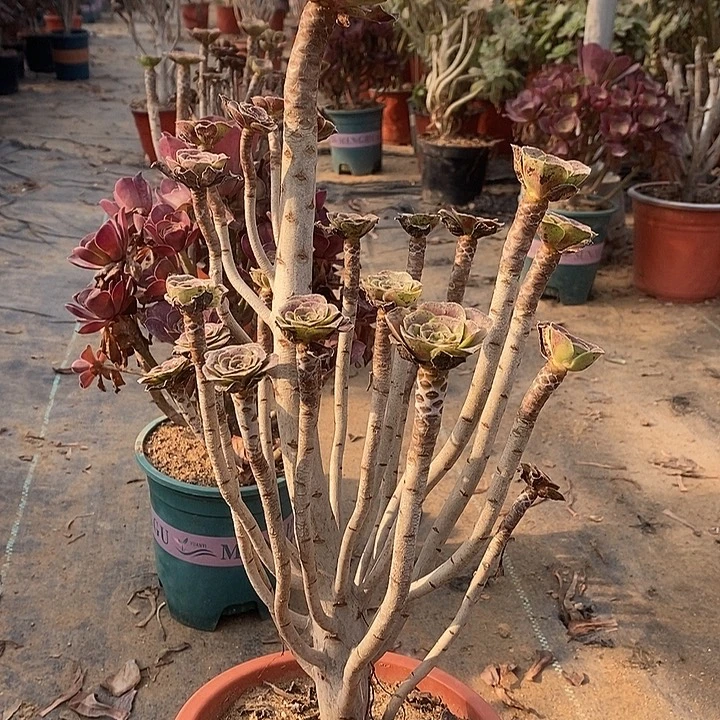 圆叶多肉植物008。