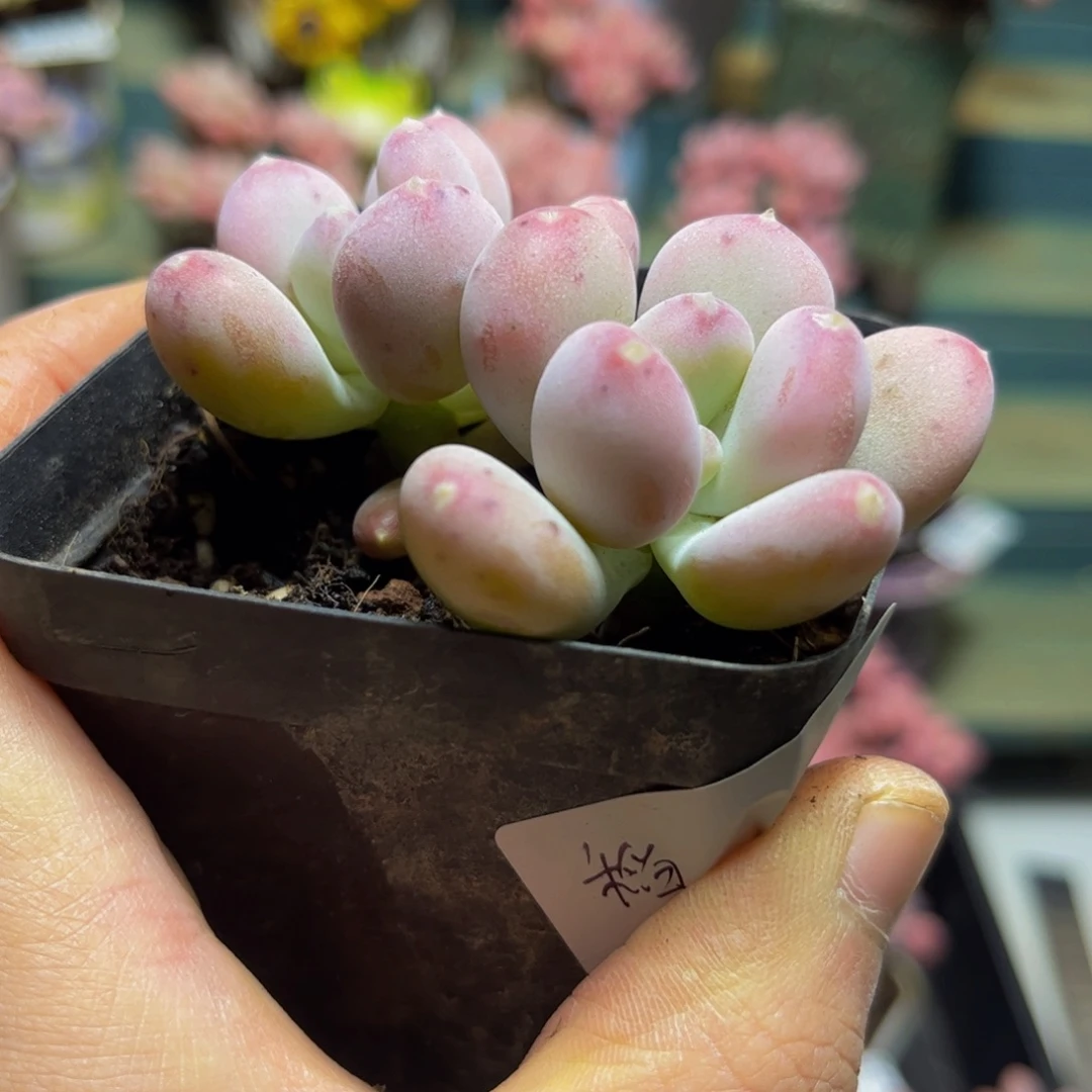 415稻田姬7厘米多肉