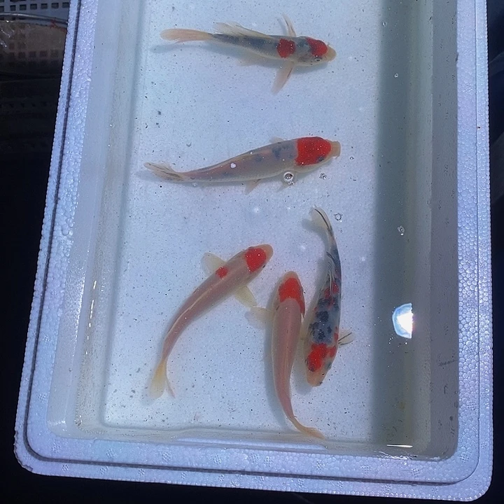 追***哥锦鲤锦鲤活鱼开箱包活
