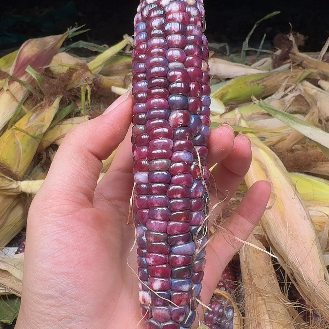 柏香籽/百香籽吊坠