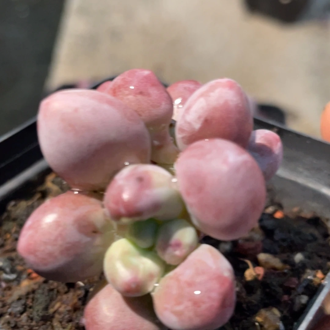 桃花奶酪多肉植物