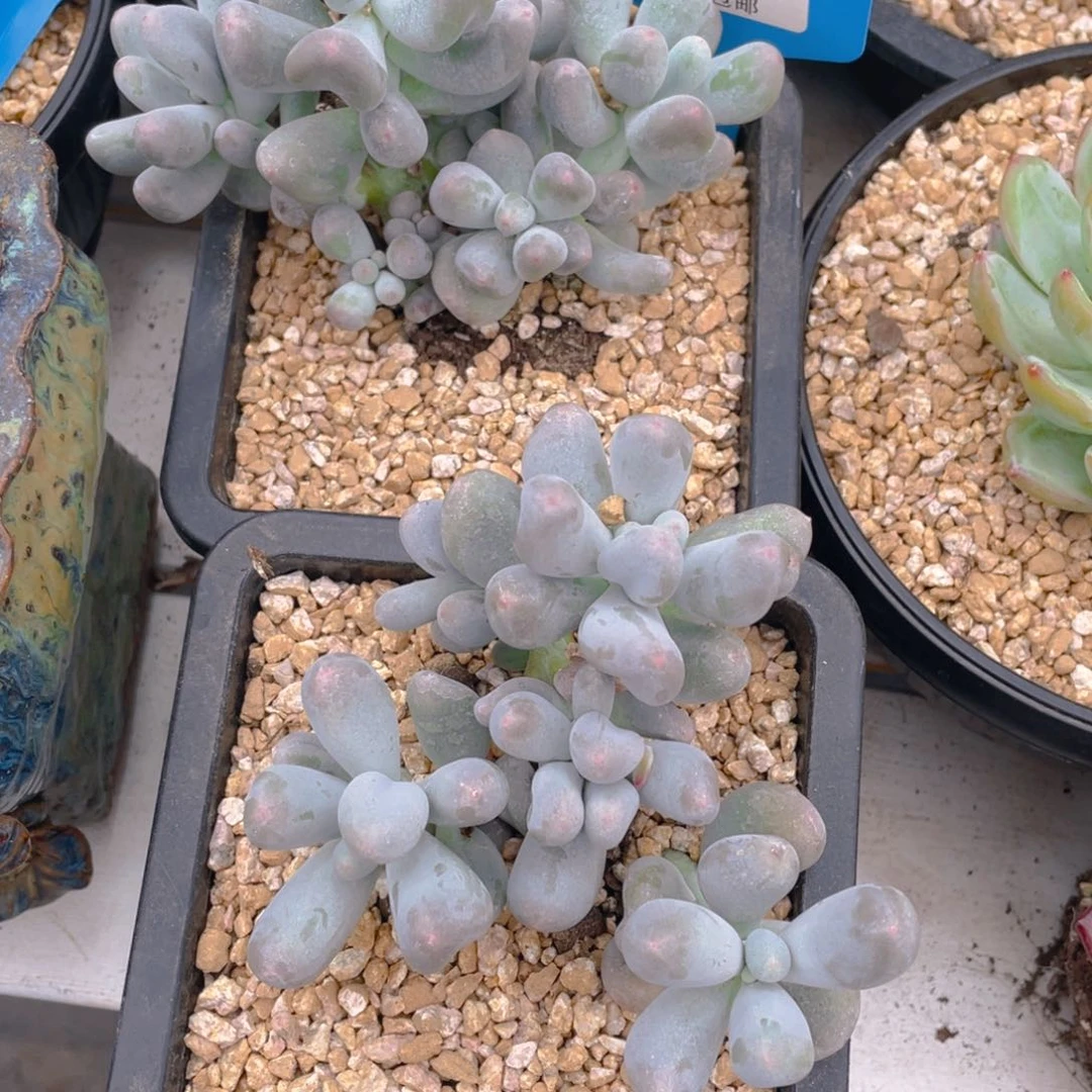 0602-8-米可奶酪大群一颗