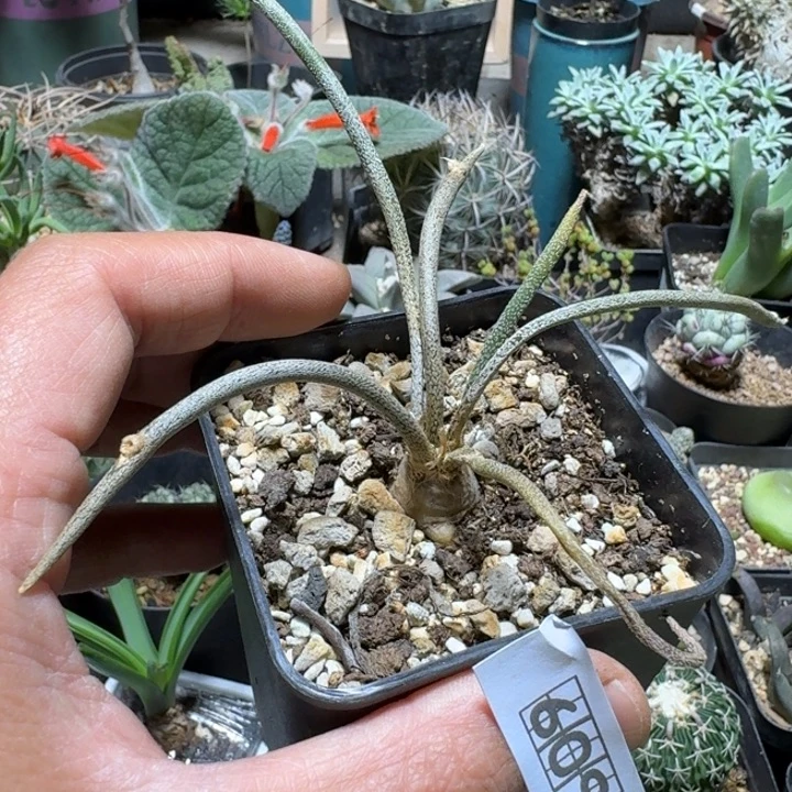 609美杜莎带盆发货