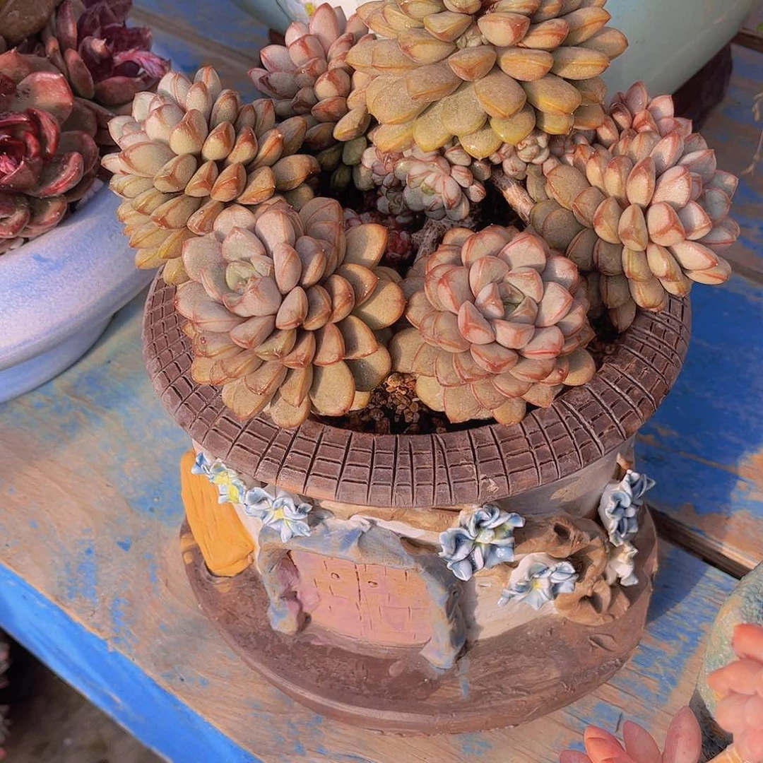 前**事多肉植物保护