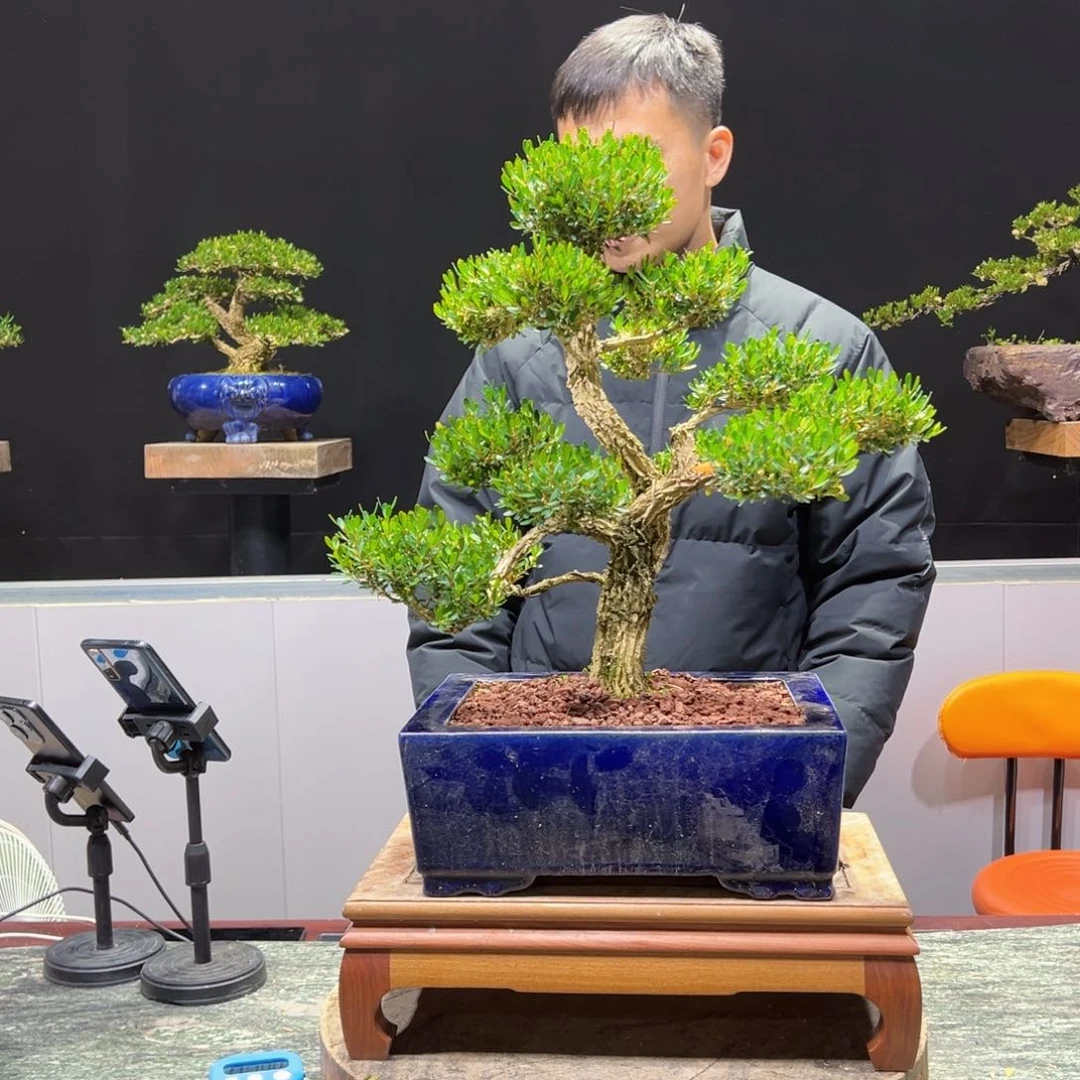 黄杨盆景老桩四季长青