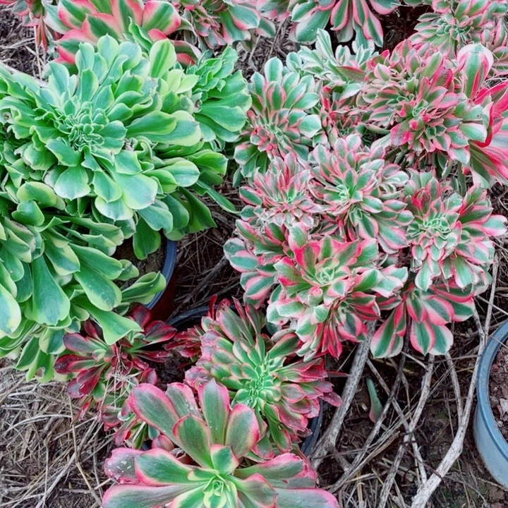 多肉植物组合5个缀