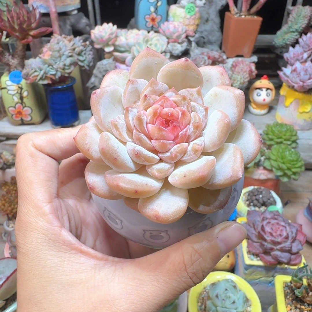 优选冰魄 多肉含盆土 一物一拍