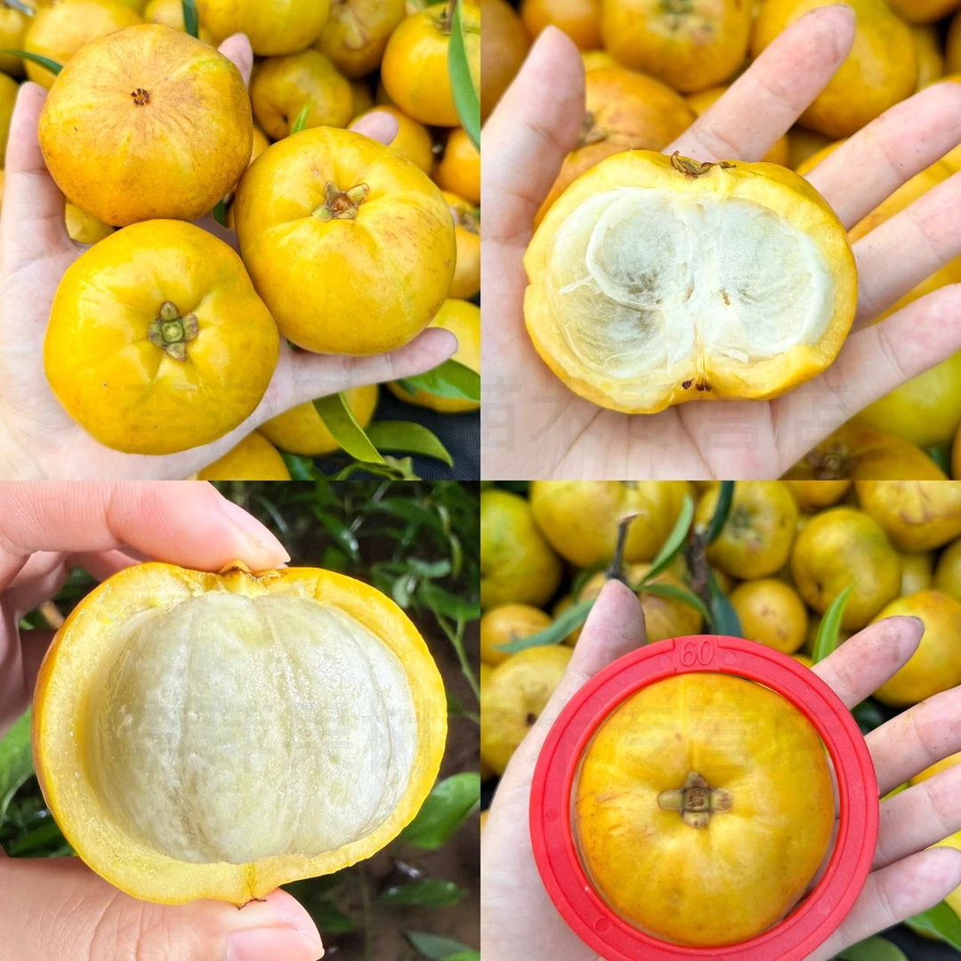 岭南黄金山竹树苗  耐寒耐热  易种植易管理 【一物一拍】