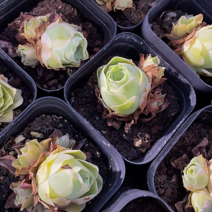 6.5方山地玫瑰锦锦带盆土