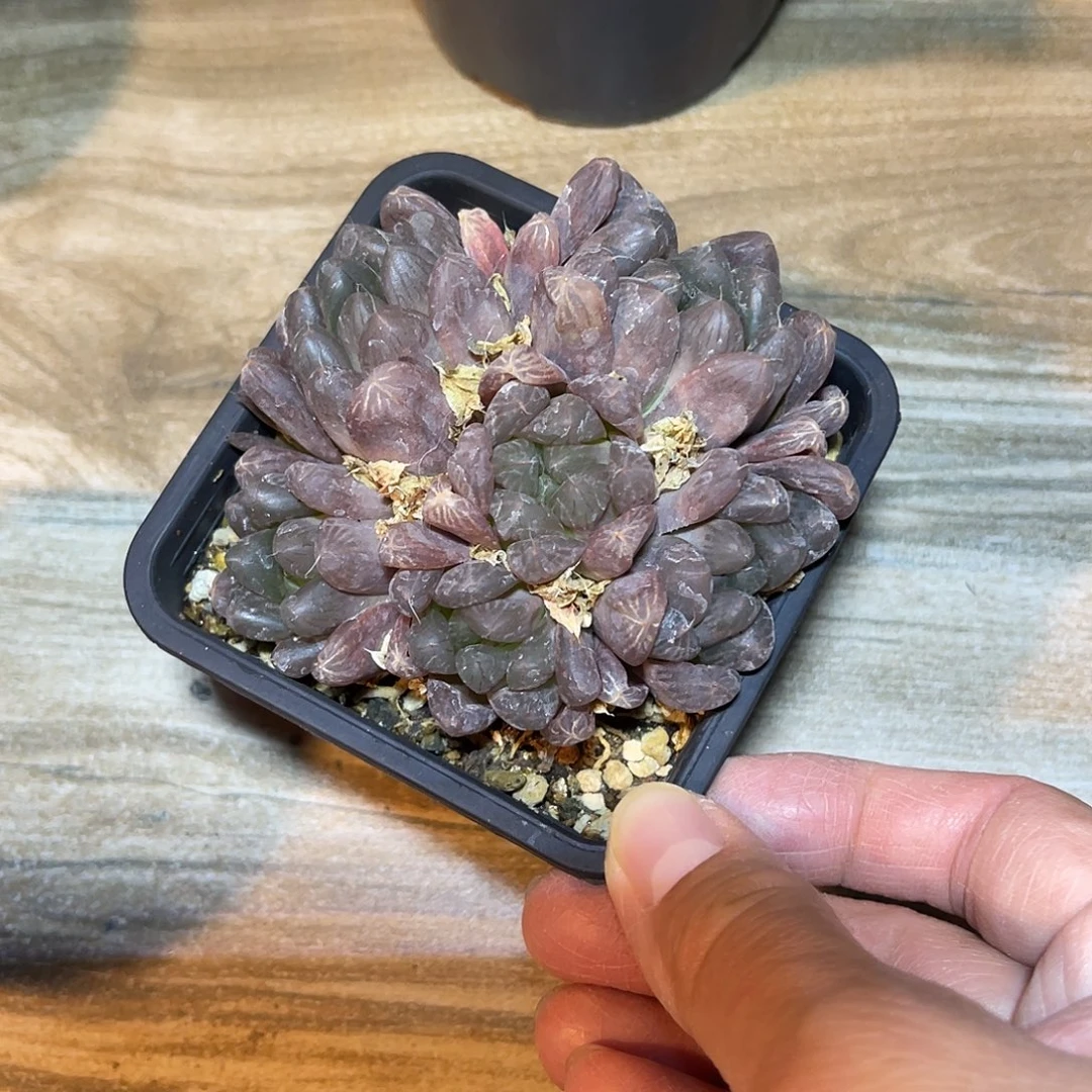 紫姬玉露大群一物一拍