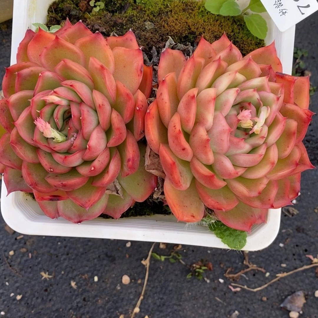 7912杂交多肉老桩