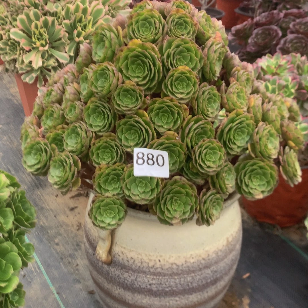 柠****880万多拉丝多肉植物