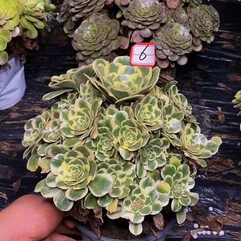 迈巴赫老桩捧花6号