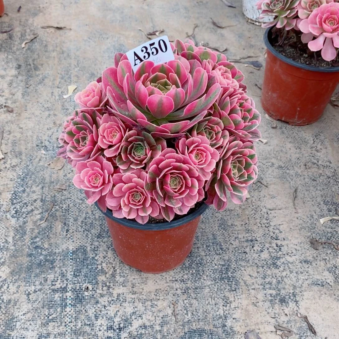 嫩桩香妃350多肉法师