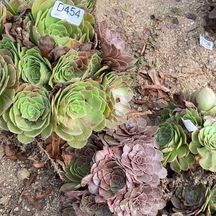 454花月夜多肉植物
