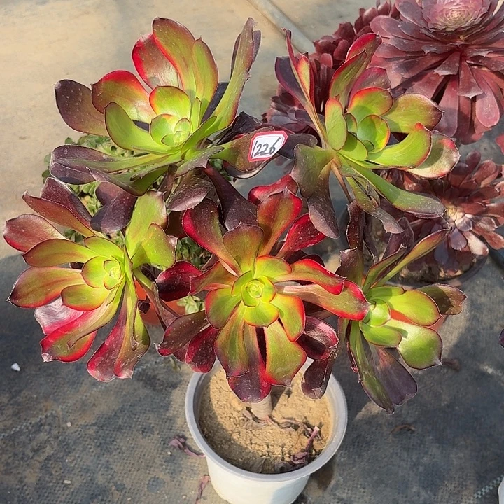 巫毒七彩有砍丛林朵1226多肉