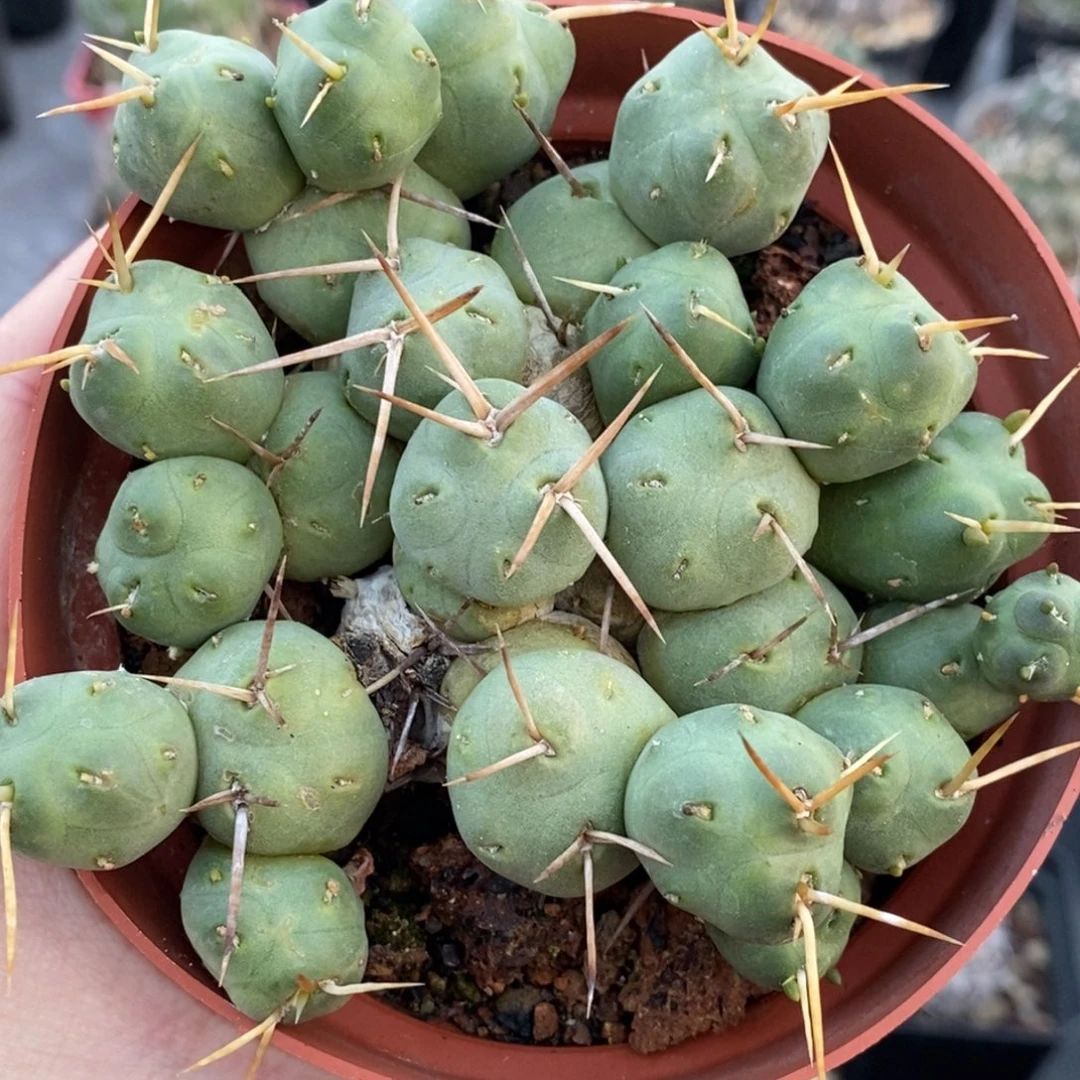 自根不知名团扇植播园艺