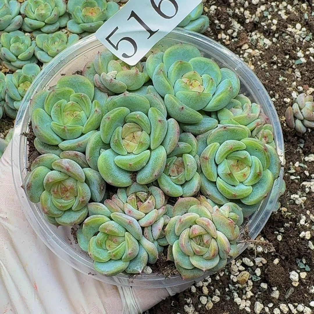 多肉植物多肉植物516