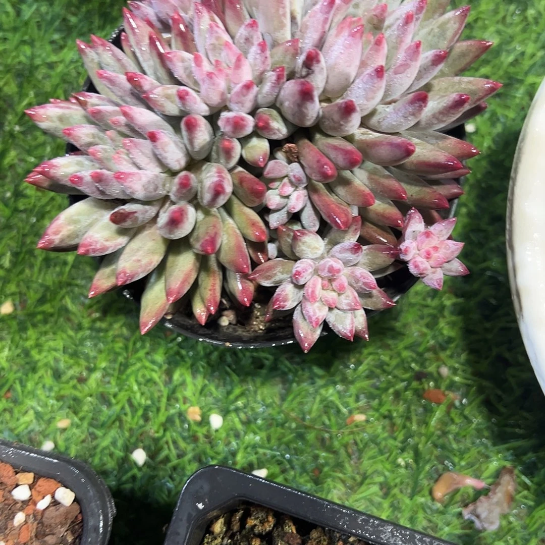 虞美人群多肉植物