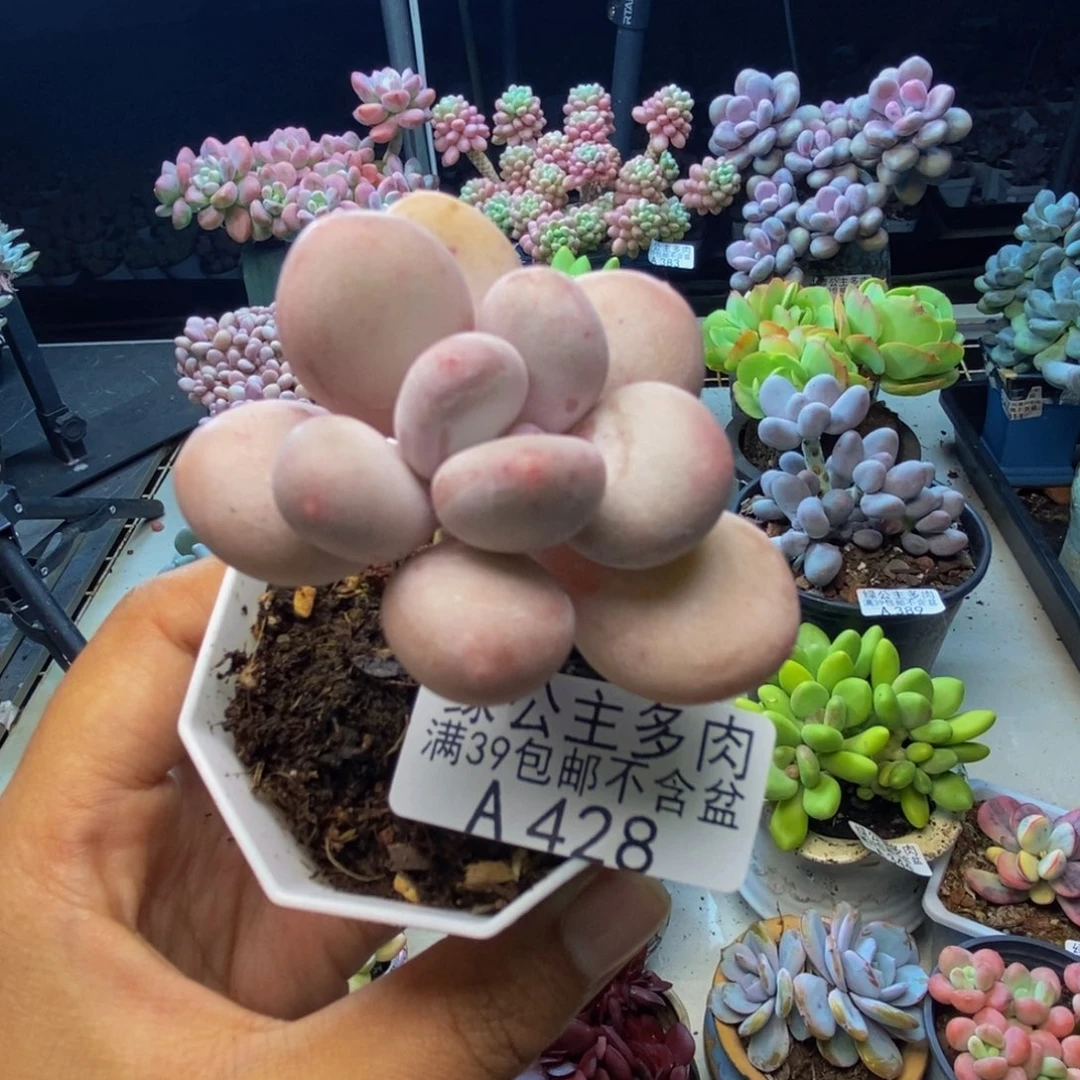 428蛋黄奶多肉4cm