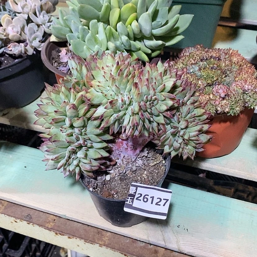 【闪购商品】红拉糖缀25127