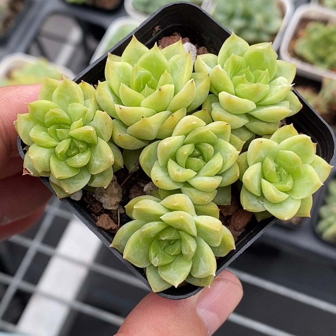 麦秆30包邮非偏远