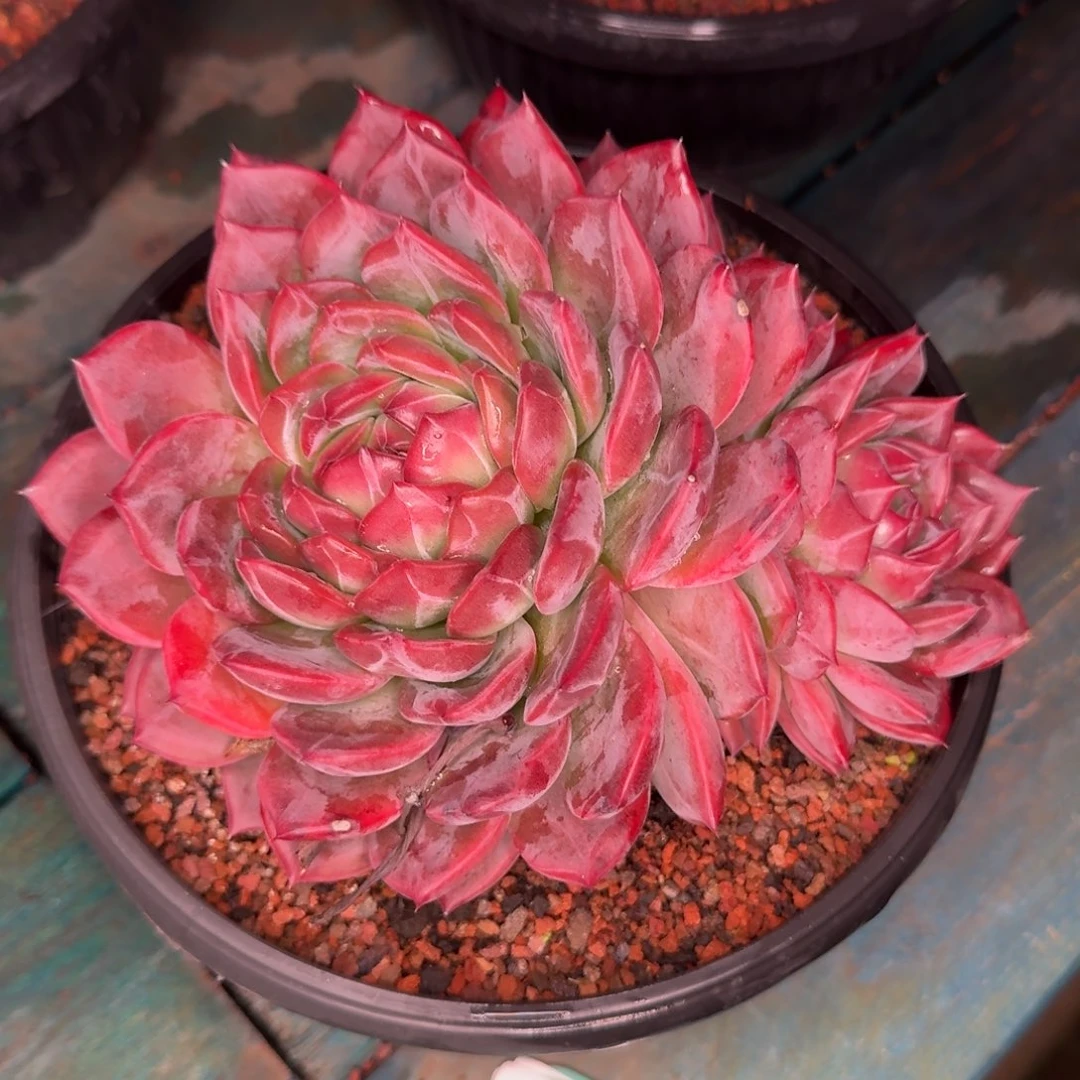 从前慢多肉精选编号1116-247