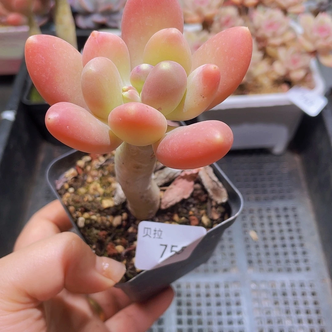 758 精品多肉一物一拍