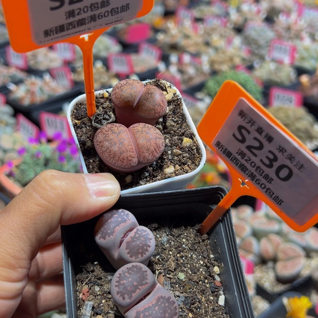 229.230 一物一拍，退款3次，自动关屋，默认有伤，介意勿拍，不退不换