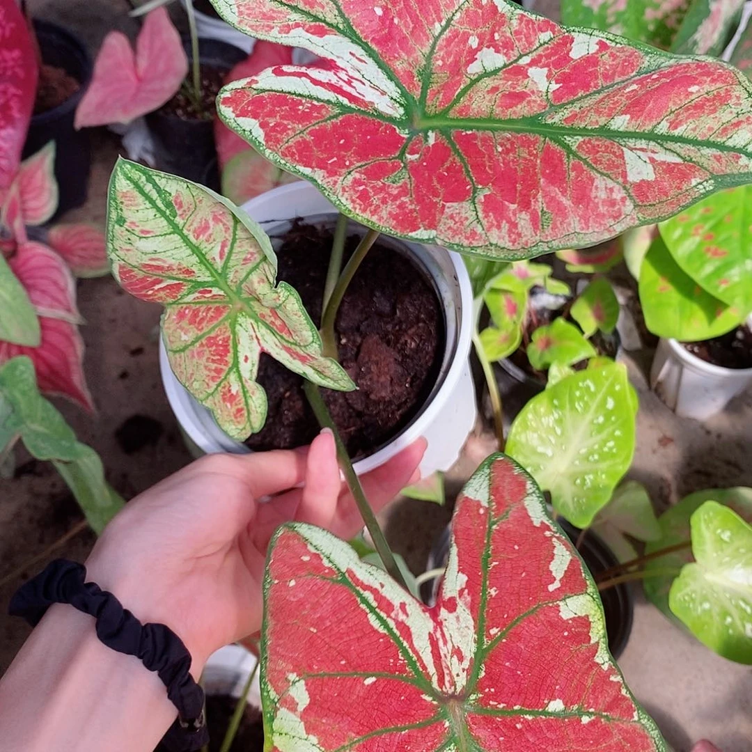 无花朵火凤凰3575用户