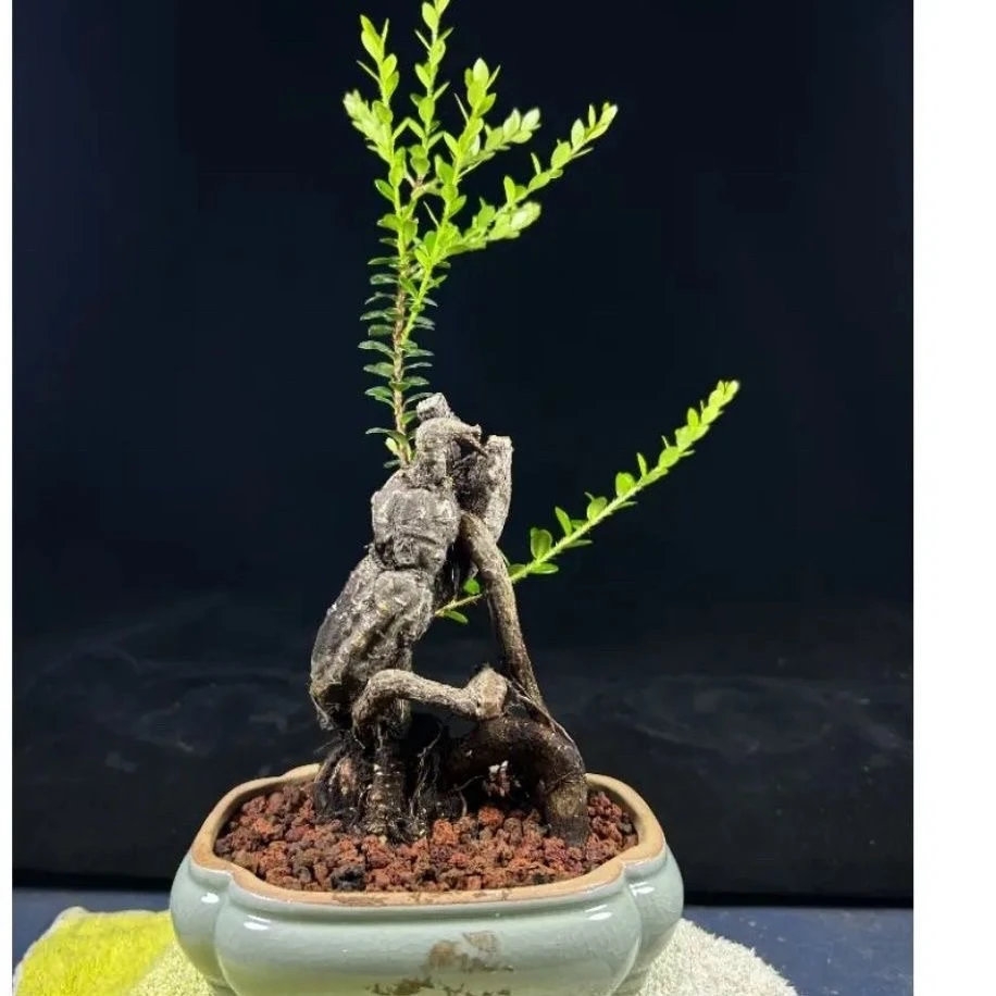 高山树萝卜盆景（一物一拍，请勿私拍）