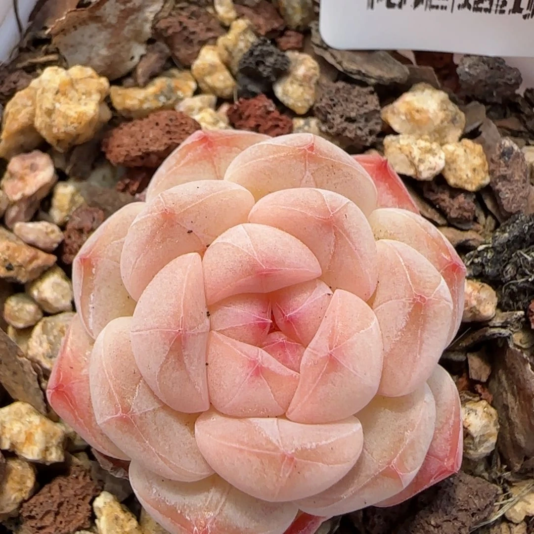 花语逸境0211-195