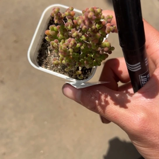 B****o谢谢姐姐，一物一拍，014