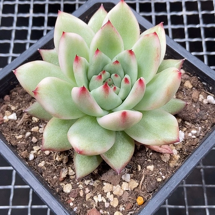 摩根锦多肉植物的